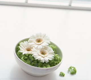 写真：器イメージ