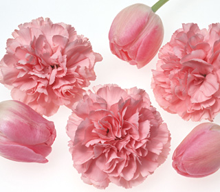 写真：母の日イメージ